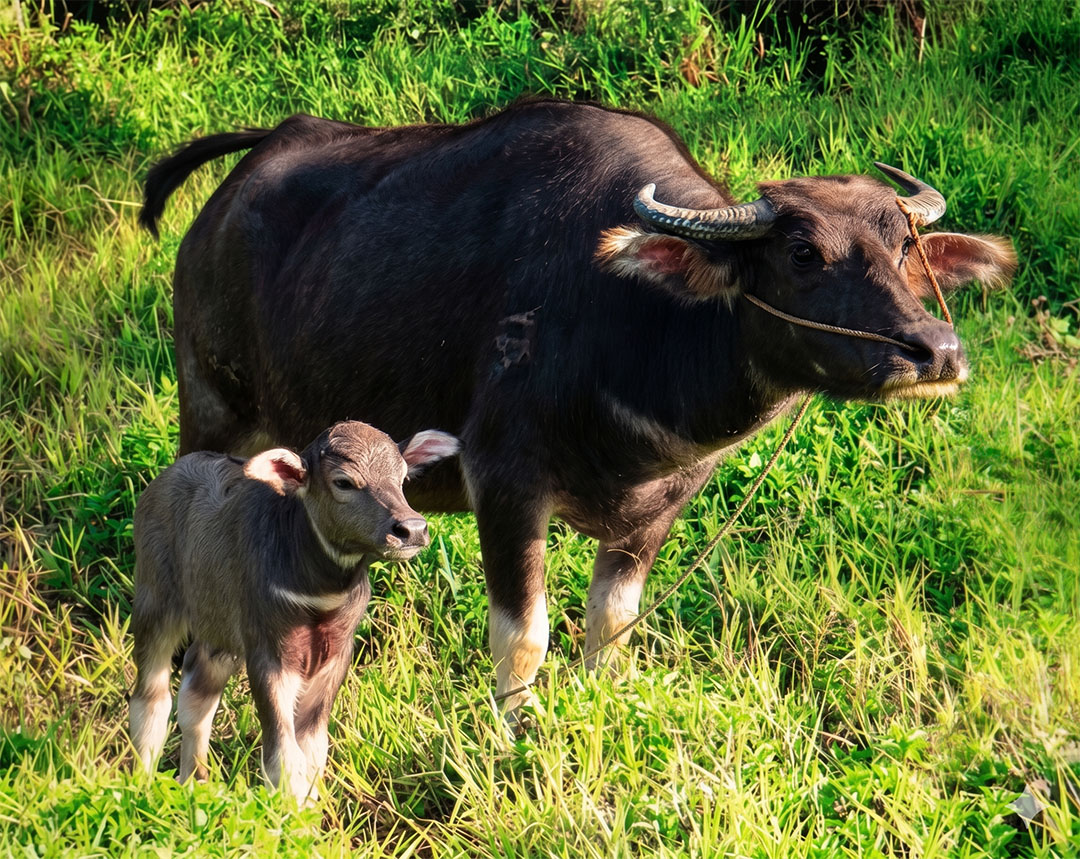 CARABAO